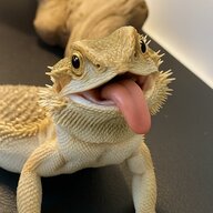 Kaigreenthisfun