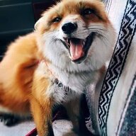 Nizzylex